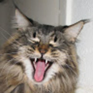 Meet your Posher, Rae-anne